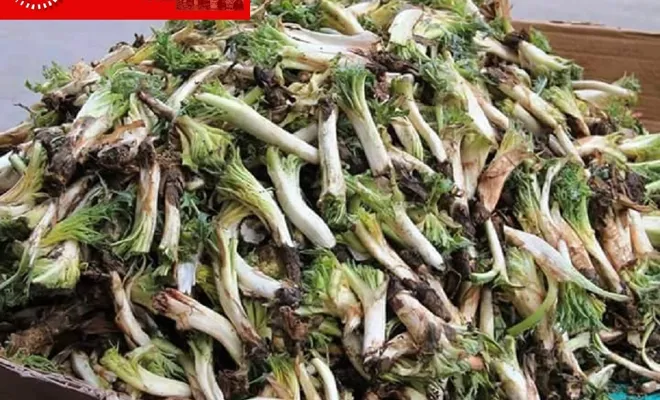 Kengerlerde Çıktı