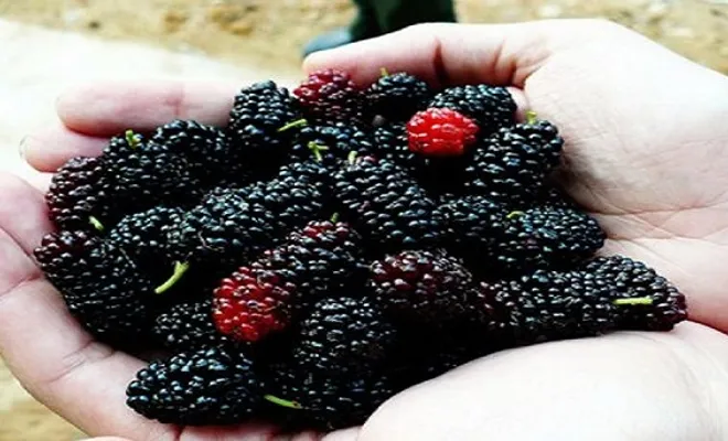 Palu’da Urmu(Urum)Dutu Zamanı