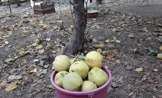 Palu`da Ayva Hasat Zamanı-FOTO GALERİ