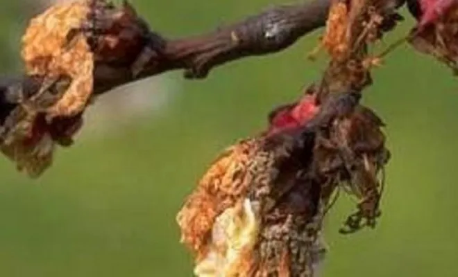 Kayısı Ağaçlarında Görülen Monilya (Çiçek) Hastalığına Karşı Dikkat