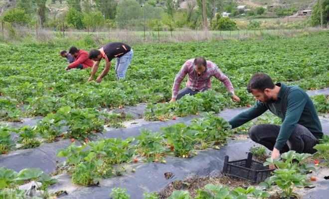 Yılın ilk çilek hasadı başladı 