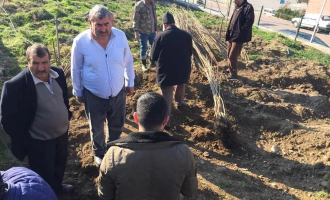 Çiftçilere 1120 Adet Trabzon Hurması Dağıtıldı