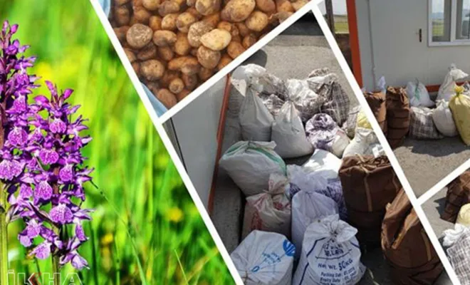 Dağdan salep toplayanlara 601 bin TL ceza verildi  