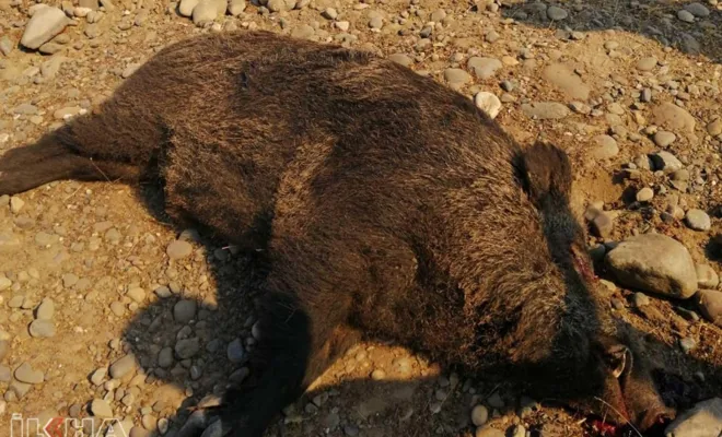 Palu'da domuz avı gerçekleştirildi