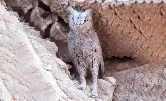 Elâzığ'da boynuzlu baykuş görüldü