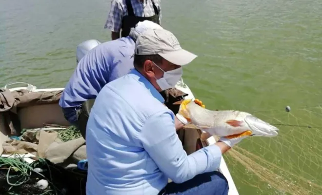 Palu`da Kaçak Avlanan Balıkçıların Ağlarına El Konuldu