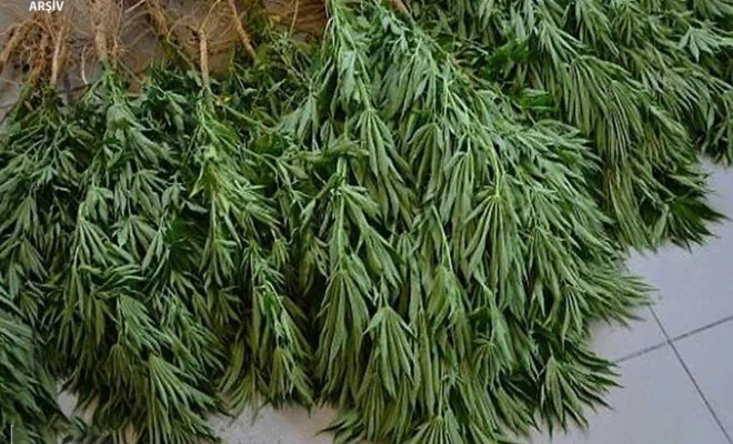 Kovancılar'da hint keneviri operasyonu 