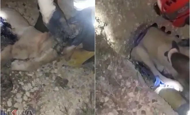 Kanal borusuna sıkışan köpeği İtfaiye ekipleri kurtardı