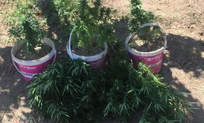 Kenevir ekimi yapılan yazlık eve operasyon