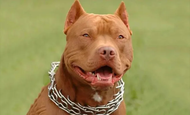 Sokak hayvanlarıyla ilgili genelge 81 ile gönderildi 