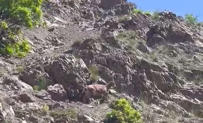 Dağ keçileri yol kenarına kadar geldi