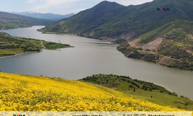 Palu`da Karahindiba'nın sarı çiçekleri doyumsuz görüntüler meydana getirdi