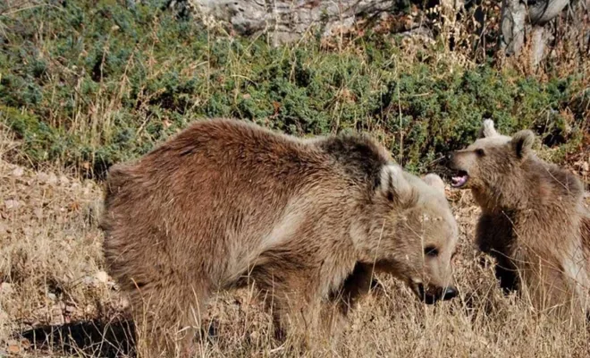 Palu`da ayı saldırısına uğrayan 2 kişi yaralandı