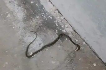 Memurların toplu sözleşme süreci bugün başlıyor