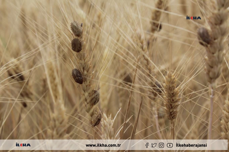 Kovancılar`da Çiftçiler buğday tarlalarındaki kımıl istilasına karşı devletten yardım istedi 